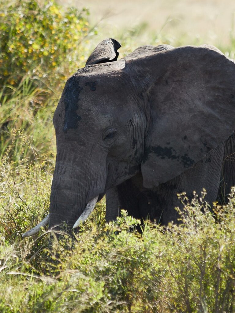 Twiga Hostel - Touristic tour with elephants in Tarangire National Park